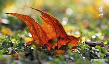 落叶下旋转的蝴蝶_250字