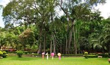 独木不成林_150字