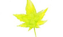 一片树叶的故事_800字