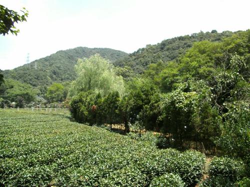 江南易_1000字