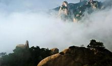 错过那棵树_1000字