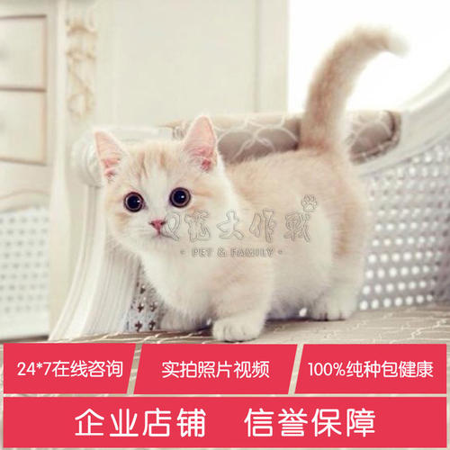凯蒂，不要害怕_800字