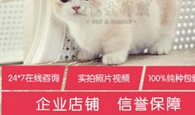 小猫咪，别害怕_800字