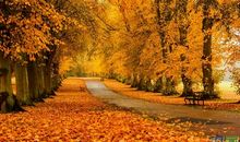 关于景色的作文：秋天的景色_300字