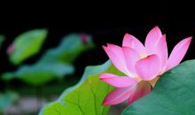 听不见，自然的声音_500字