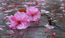 风吹落花，我心已凉[人物介绍]_150字