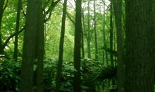 木秀于林，风必摧之，而树不倒_1000字