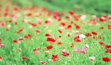 关于等待的作文：永恒的等待，永恒的爱_800字