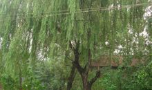 奶奶家门前的樱桃树_450字