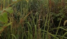 我敬爱的故乡——岳阳_500字