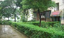 小区里的竹林_350字