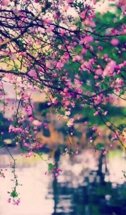 鲜花，人们远_250字