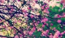 花落，人远_250字