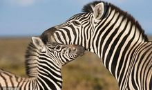 洋溢的生物_50字