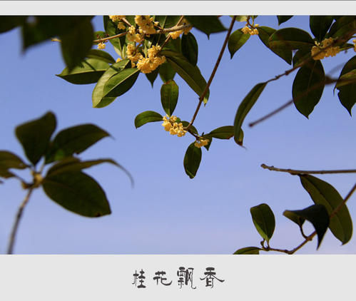 osmanthus _550字