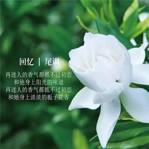 栀子_600字