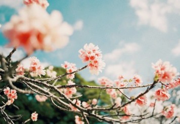 叹一季花开_1500字