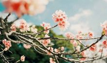 叹一季花开_1500字