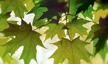 内心的忧伤_700字