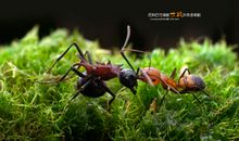 蜈蚁大战_1500字