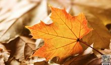 珠海的秋天_300字