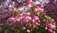 花殘叶落，不过一种颜色_500字