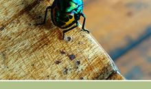 遗憾也是一种美_650字