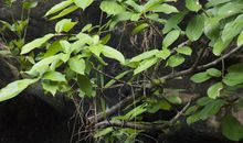 顽强生长的生命让死神望而却步_3000字