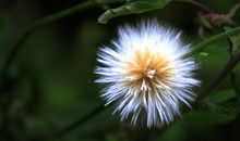 一草一世界_1500字