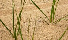 坚强的小草_150字