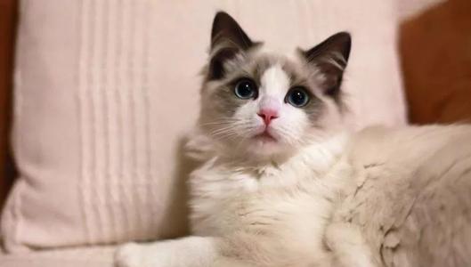我心中有一只猫_200字