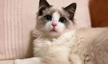 心里有只猫_200字