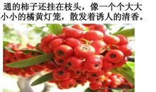 关于景色的作文：细雨蒙蒙_750字