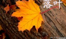 [10月征文]回头，拾起最后一片落叶_700字