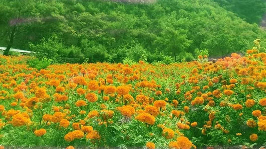 鲜花在内存深度_800字