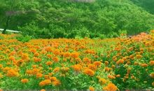 开在记忆深处的花朵_800字