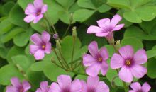 花一样的微笑_900字