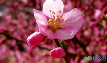 [抒情]那一刻，我的世界春暖花开_1000字