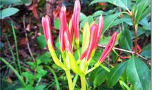 曼珠沙华·残艳_250字