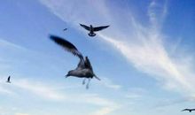 让梦想翱翔_500字