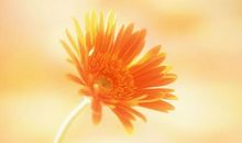 盛放于天际的非洲菊_800字