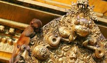 猴子的祈祷_650字