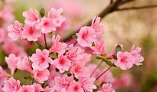 桃花不见了相思_150字