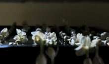 流转的四季_350字