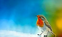 谁赶走了鸟类_1200字