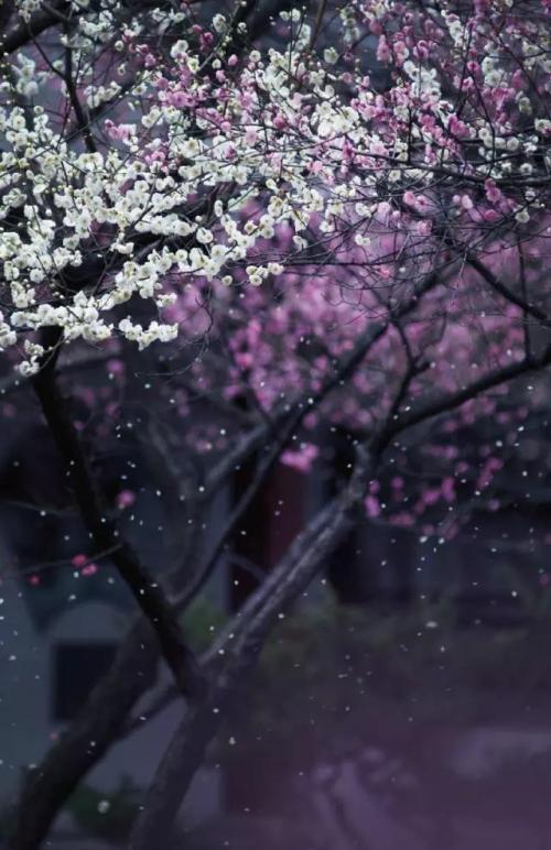 雨，深车道_650字