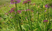 [九月遥寄]青春如歌_1500字