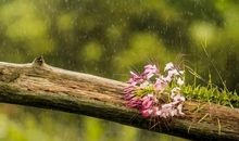 心底的雨水_750字