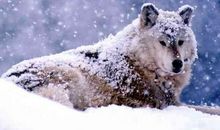 我是一只狼_500字