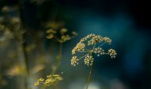 生命的真谛_800字